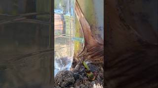 DIY Drip Irrigation System Using a Plastic Bottle and Syringe [upl. by Ninnette]