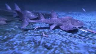 Bowmouth guitarfish Taiwanjioaxi [upl. by Penman]