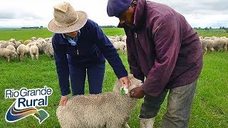 Prolificidade em ovinos mais produção de cordeiros 2  Rio Grande Rural [upl. by Faunie]