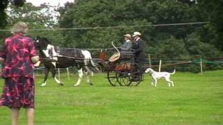 Maggie Gallop drives cones with a Dalmatian carriage dog Helmingham Hall [upl. by Carnes]