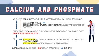 Wits GEMP Prep  CALCIUM AND PHOSPHATE REGULATION [upl. by Westlund]