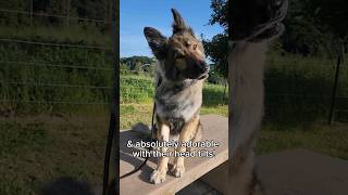 germanshepherd  the best cutedogs animallover doglovers doglover cutedog cuteanimals gsd [upl. by Ettennor]