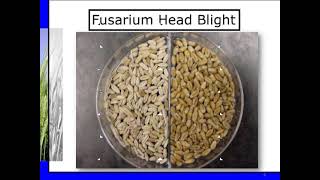 Fusarium Head Blight wheat Diseases [upl. by Eceinwahs]