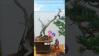 juniper bonsai bunjin bonsai cemara [upl. by Hoffmann]