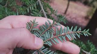 How to Identify Eastern Hemlock Trees [upl. by Aeslek]