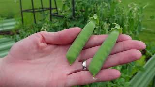 How and When to Harvest Sugar Snap Peas [upl. by Mota]