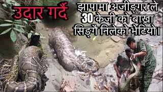 झापामा अजिङ्गर ले 30 केजीको बाख्रा सिङै निलेको भेटियो pythonpythonsball pythons [upl. by Swain]