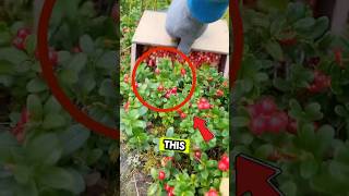 Ever Wondered How Cranberries Are Harvested 🌊🍂🍒 HarvestingSecrets shorts [upl. by Hussey]