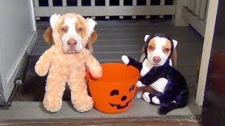 Dogs Go Trick or Treating on Halloween Cute Dog Maymo amp Puppy Penny [upl. by Meluhs]