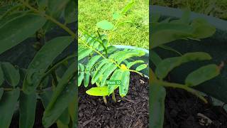 Worlds FASTEST growing tree  Week 10  Brazilian tree fern growth shorts garden [upl. by Lari358]