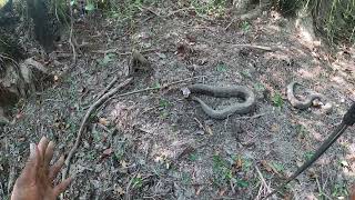 SUROUNDED BY WATER MOCCASINS ll Hunt For Monster Moccasins ll [upl. by Trevethick]