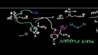 Biochemistry  Glutamate Dehydrogenase  Catabolism of Glutamate [upl. by Naginarb601]