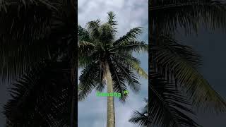 The coconut tree 🌴🥰village trees trending viralshort [upl. by Ruggiero848]