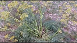 نبات الكلخ ferula communis l [upl. by Kial]