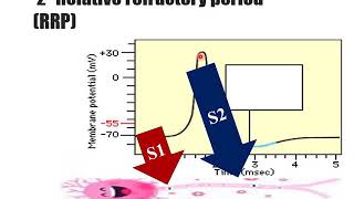 Excitability changes during action potential [upl. by Soulier124]