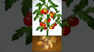 Tomato  potato in a single plant experiment potato tomato [upl. by Uahsoj384]