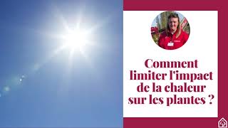 Comment limiter limpact de la chaleur sur les plantes  ☀ [upl. by Aikemet]