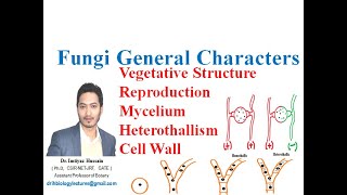 Fungi general characters hyphae mycelium heterothallism reproduction cell wall chitin [upl. by Schluter]