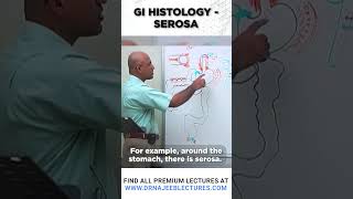 GI Histology Serosa drnajeeb drnajeeblectures shortvideo youtubeshorts [upl. by Keavy]