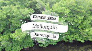 Ecoparque Ciénaga de Mallorquín  Barranquilla 4K [upl. by Anu]