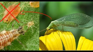 ENG How to lure lacewings to the garden and effectively combat aphids like ladybirds do [upl. by Susannah]