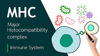 Major Histocompatibility Complex  Basic Science Series [upl. by Eirek]