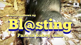 Ganito ang pagawa ng blting Pain para sa BABOY DAMO baboyramo trap hunting dipalotv5110 [upl. by Anidene729]