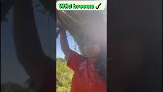 Collecting wild broom 🧹 srijana shortvideovillagelife [upl. by Hudnut43]