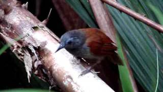 The Chestnut winged Babbler of Sepilok [upl. by Teddie]