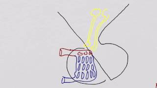 Hypothalamus and Pituitary [upl. by Kcirddahc]