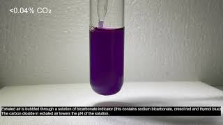 Bicarbonate Indicator  Detection of carbon dioxide [upl. by Ezar]