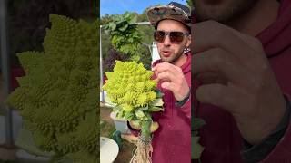 Brassica veggies are our favorite to grow on aeroponic tower farming gardening agriculture [upl. by Uahc321]