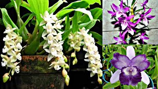 Promoção de dendrobium pholidota chinesis e Catleyas [upl. by Ire]