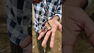 Barred wolf non venomous snake snake viralvideo trending youtubeshorts shorts [upl. by Tremaine]