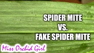 Spider mite Vs False spider mite  How to tell the difference [upl. by Sparrow]