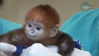 Baby Monkey Francois Langur [upl. by Felicdad]