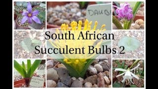 South African Succulent Bulbs 2  September 2018 2 [upl. by Lenhard842]