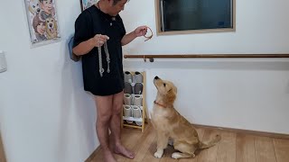 夏に向けての準備！思い出と共に初めての泳ぎデビューへ。【Golden Retriever japan】 [upl. by Vershen]