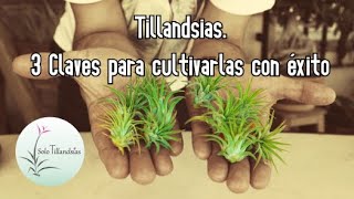 Tillandsias 3 Claves para Cultivarlas con Éxito [upl. by Ozkum579]