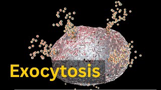 Exocytosis Bulk transport across cell membrane [upl. by Steffane998]