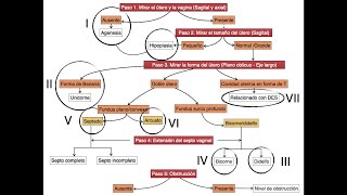 Anormalidades Müllerianas  Embriología y abordaje imagenológico [upl. by Hyatt]