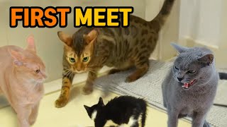 How to Introduce New Kitten to Cats when First meetㅣGalos Story 2 [upl. by Ruben]