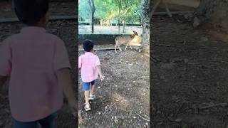 Trying to touch 🦌 deer in the zoo ❤️🥳☺️🥹 [upl. by Aicekat]