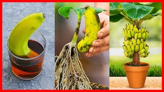 How to Grow Banana Tree From Banana 🍌🍌🍌 New gardening method [upl. by Adnilim]