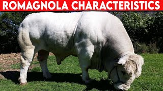 ⭕ Cattle Breeds ROMAGNOLA Characteristics ✅ Cattle ROMAGNOLA  Bulls ROMAGNOLA [upl. by Bolanger]