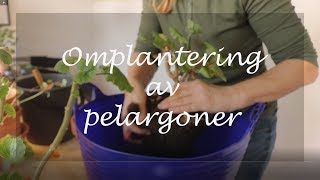 Omplantering av pelargoner [upl. by Anoit]