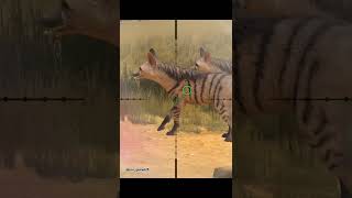 Aardwolf hunt  Namibia  hunting clash  shorts [upl. by Bonucci]