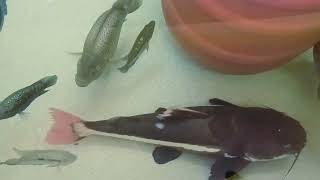 Monster Fish huge Redtail Catfish Midas cichlids Dovii Giant Gourami [upl. by Amarillas]