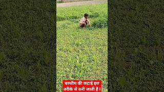 बरसीम की कटाई इस तरीके से करी जाती है l 🤔 Barseem ki kheti shots viral shortsyoutube farming [upl. by Ainerol]