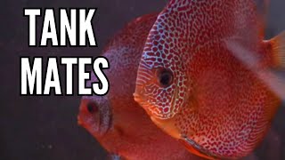 Top 10 Tank Mates for Discus Fish [upl. by Hulda727]